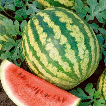 Tiger Doll, (F1) Organic Watermelon Seeds - 50 Seeds image number null